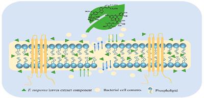 UPLC/Q-TOF MS Screening and Identification of Antibacterial Compounds in Forsythia suspensa (Thunb.) Vahl Leaves